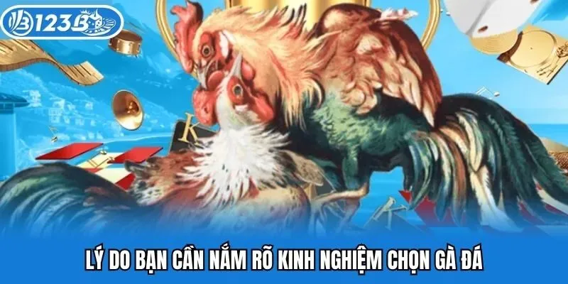 Lý do bạn cần nắm rõ kinh nghiệm chọn gà đá